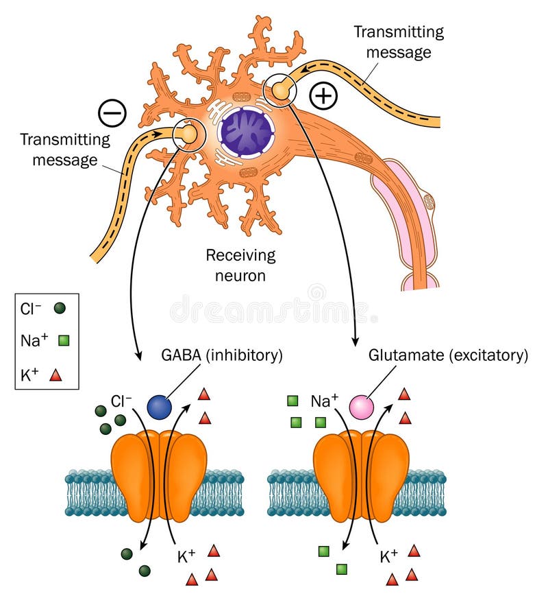 Schéma nervové bunky a pripojenia iných nervov na to, ukazuje detail neurotransmiterov a ich receptorov akcie.