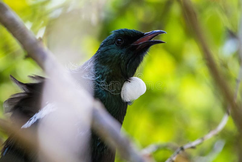 Neuseeländischer Tui beim Singen in einem Baum, Nahaufnahme lizenzfreie stockbilder