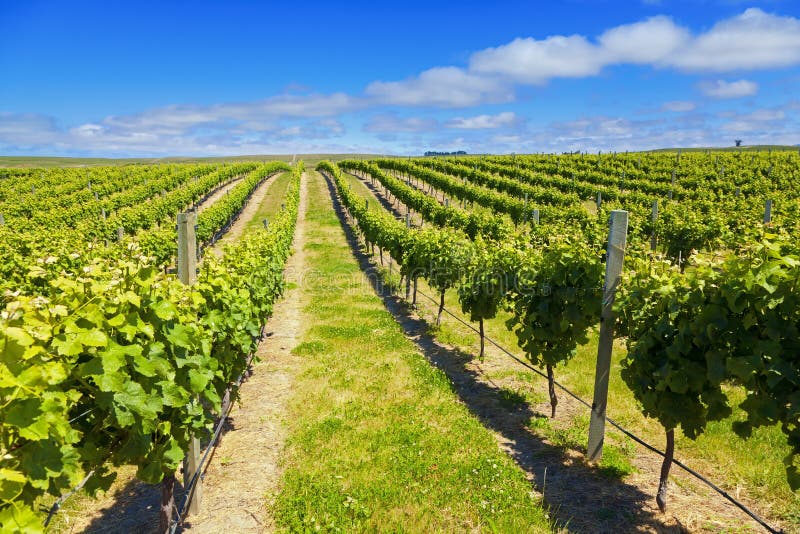 Neuseeland-Wein-Land lizenzfreies stockfoto Neuseeland-Wein-Land lizenzfreies stockfoto