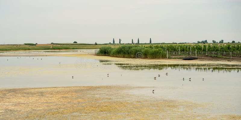 Neusiedlersee в Бургенланде - Illmitz стоковое изображение rf Neusiedlersee в Бургенланде - Illmitz стоковое изображение rf