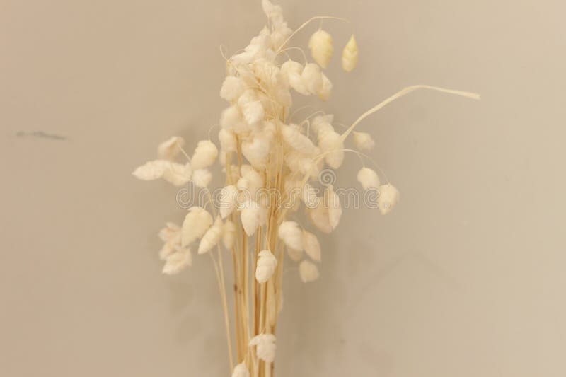 Neutral, bedövningstorkad fabrik för hemdekoration arkivfoto