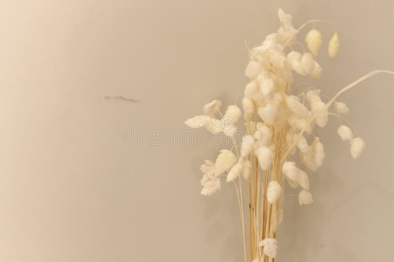 Neutral, bedövningstorkad fabrik för hemdekoration royaltyfri bild