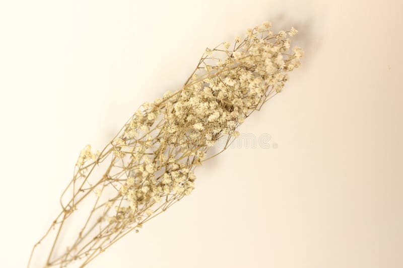 Neutral, bedövningstorkad fabrik för hemdekoration royaltyfria foton