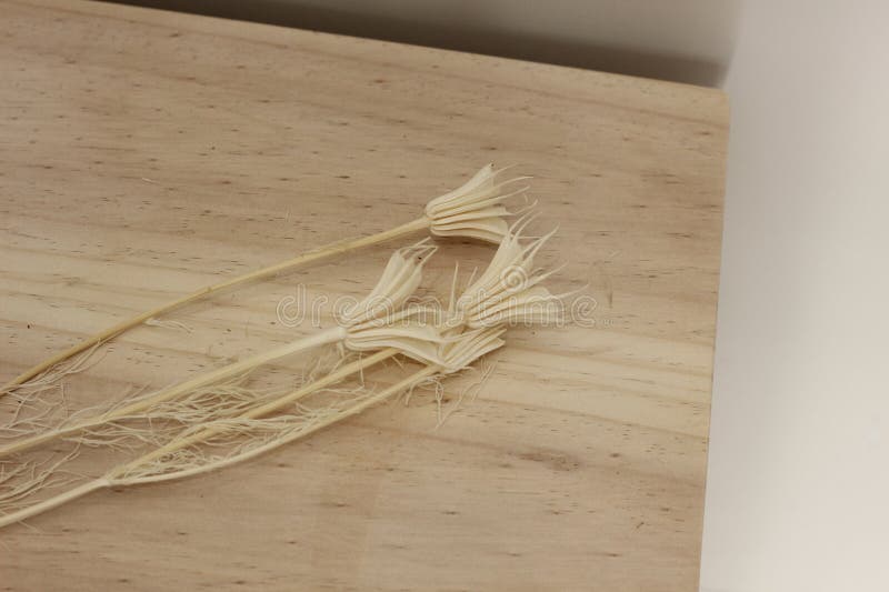 Neutral, bedövningstorkad fabrik för hemdekoration royaltyfria bilder