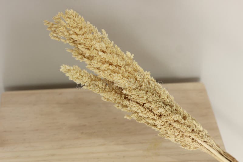 Neutral, bedövningstorkad fabrik för hemdekoration fotografering för bildbyråer