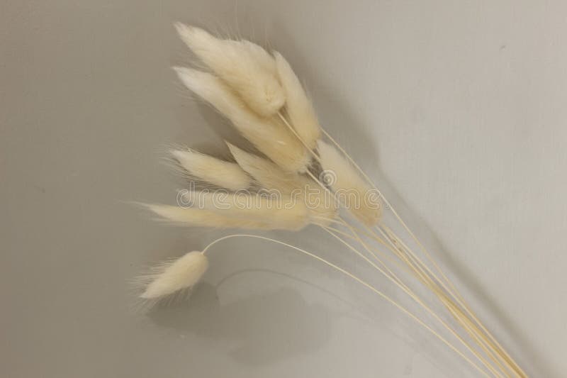 Neutral, bedövningstorkad fabrik för hemdekoration royaltyfria foton