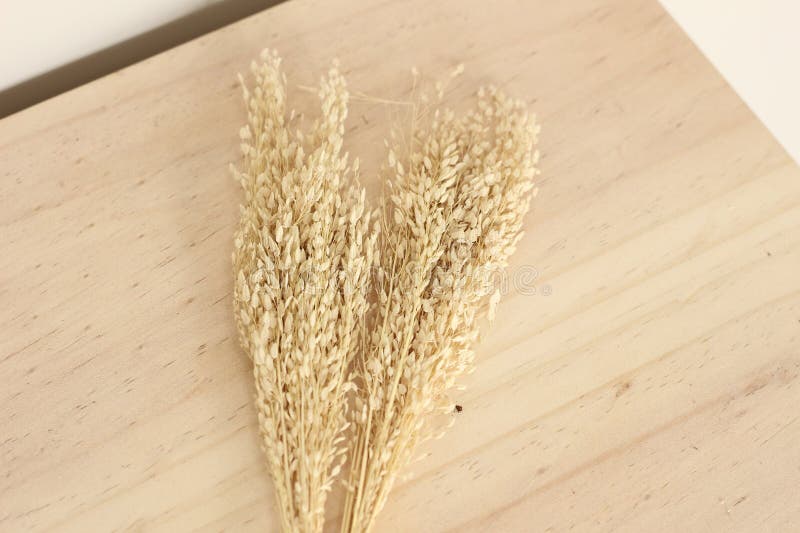 Neutral, bedövningstorkad fabrik för hemdekoration royaltyfri foto