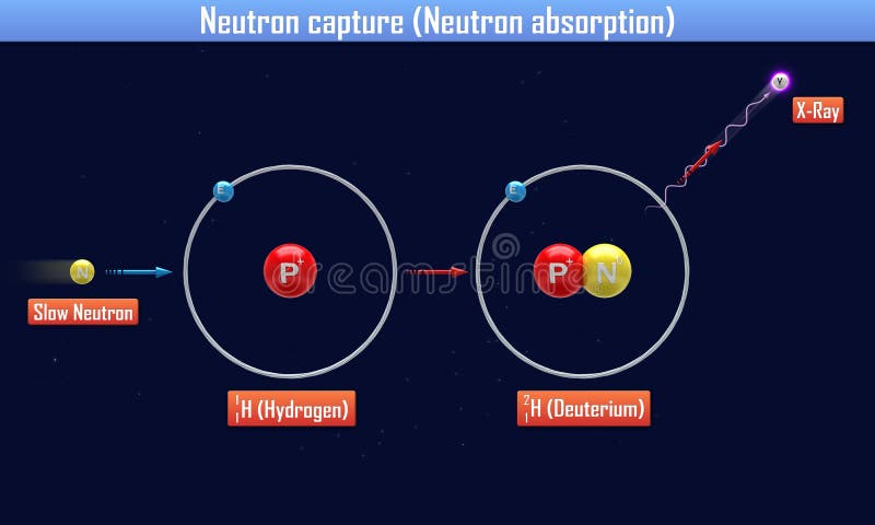 Neutron capture Neutron absorption