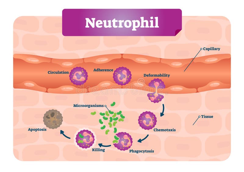 Neutrophil διανυσματική απεικόνιση Εκπαιδευτικό σχέδιο με το επονομαζόμενο τριχοειδές αγγείο, την κυκλοφορία, την εμμονή, deforma απεικόνιση αποθεμάτων Neutrophil διανυσματική απεικόνιση Εκπαιδευτικό σχέδιο με το επονομαζόμενο τριχοειδές αγγείο, την κυκλοφορία, την εμμονή, deforma απεικόνιση αποθεμάτων