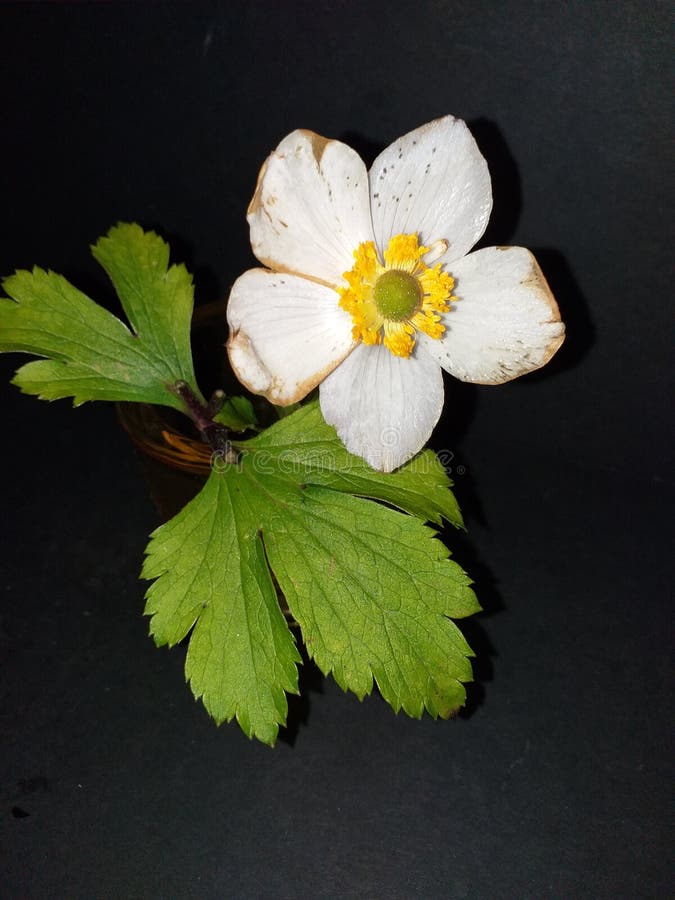 A new photo of a snow drop anemome, sitting in a golden glass pot and showing the large leaves underneath the plant. A new photo of a snow drop anemome, sitting in a golden glass pot and showing the large leaves underneath the plant