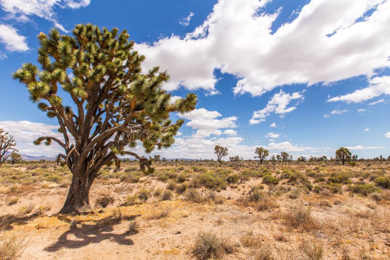 Nevada Desert