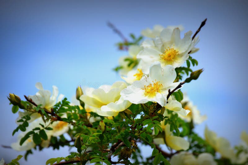 Nevada Rose White con amarillo imagen de archivo Nevada Rose White con amarillo imagen de archivo