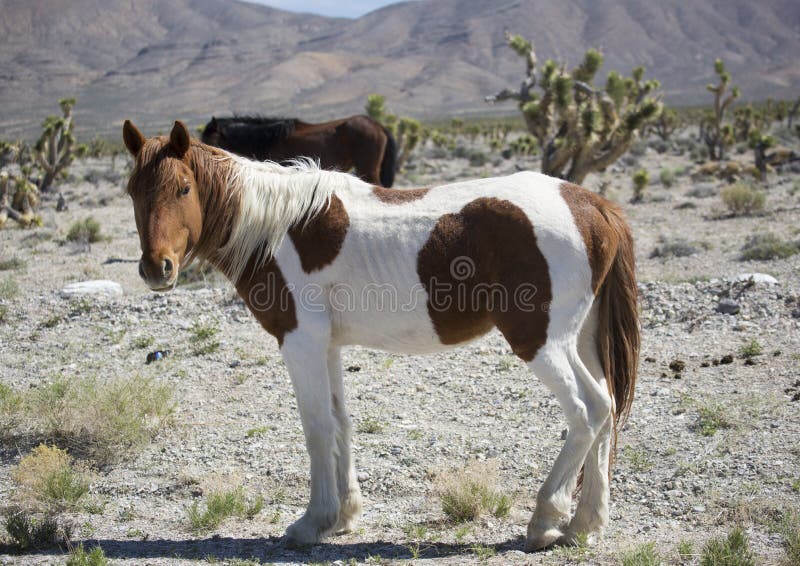 Nevada Wild Horse in the Desert Stock Photo Image of standing, mare