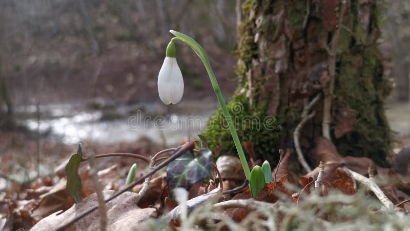 Nevadas blancas galanthus nivalis crecen en la primavera en el bosque.