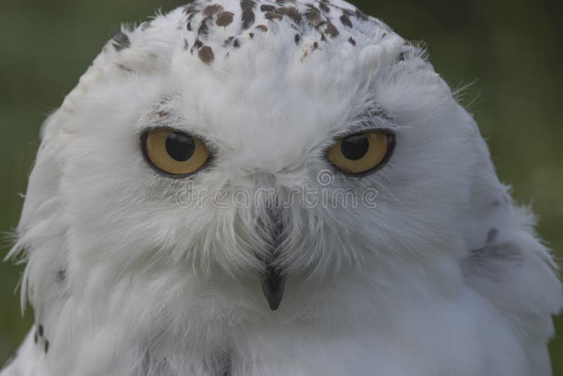 Nevado Owl Portrait imagen de archivo libre de regalías Nevado Owl Portrait imagen de archivo libre de regalías