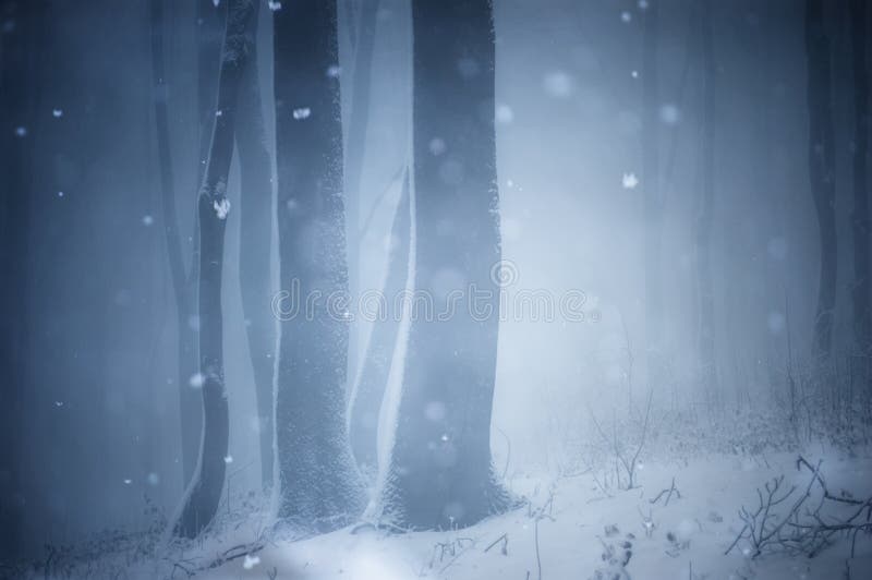 Snow falling in the winter in a mysterious forest with fog. Snow falling in the winter in a mysterious forest with fog