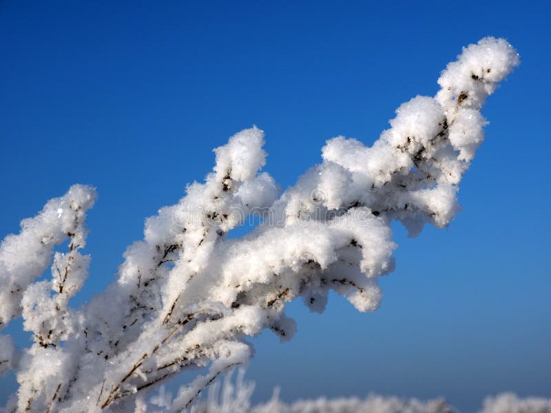 Neve lanuginosa della mattina immagine stock libera da diritti Neve lanuginosa della mattina immagine stock libera da diritti