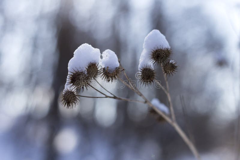 Neve nel giorno di inverno felice soleggiato luminoso del parco La neve copre la pianta immagini stock Neve nel giorno di inverno felice soleggiato luminoso del parco La neve copre la pianta immagini stock