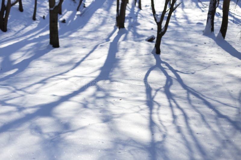 Neve no dia de inverno feliz ensolarado brilhante do parque H? sombras das ?rvores na neve imagens de stock royalty free Neve no dia de inverno feliz ensolarado brilhante do parque H? sombras das ?rvores na neve imagens de stock royalty free