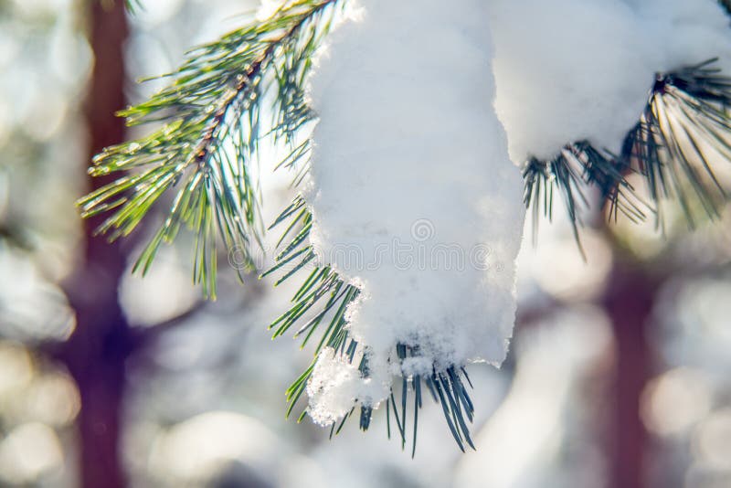 Neve sul ramoscello del pino immagine stock Neve sul ramoscello del pino immagine stock