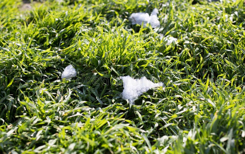 Neve sull'erba verde fotografia stock libera da diritti Neve sull'erba verde fotografia stock libera da diritti