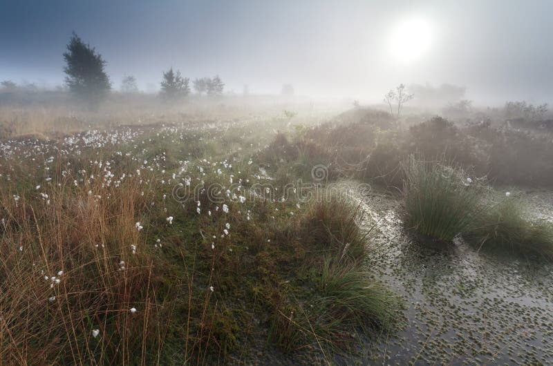 Nevelige de zomerzonsopgang op moeras stock foto Nevelige de zomerzonsopgang op moeras stock foto