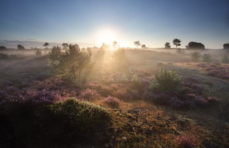 Nevelige de zomerzonsopgang over bloeiende heide stock foto Nevelige de zomerzonsopgang over bloeiende heide stock foto