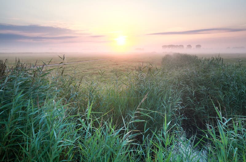 Nevelige de zomerzonsopgang over weide stock afbeelding Nevelige de zomerzonsopgang over weide stock afbeelding