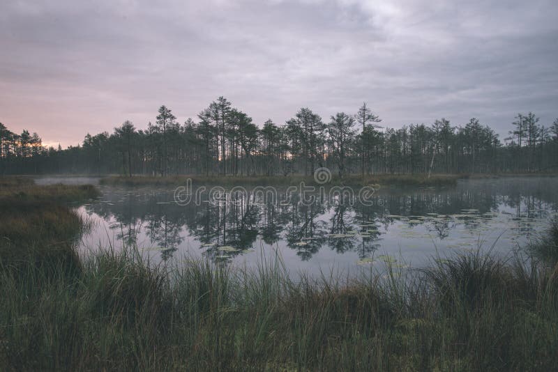 nevelige ochtend dichtbij moerasmeren - uitstekende retro ziet eruit royalty-vrije stock fotografie nevelige ochtend dichtbij moerasmeren - uitstekende retro ziet eruit royalty-vrije stock fotografie
