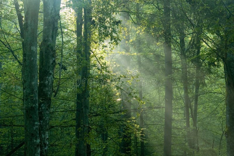 Nevelige zonsopgang in het bos royalty-vrije stock fotografie Nevelige zonsopgang in het bos royalty-vrije stock fotografie