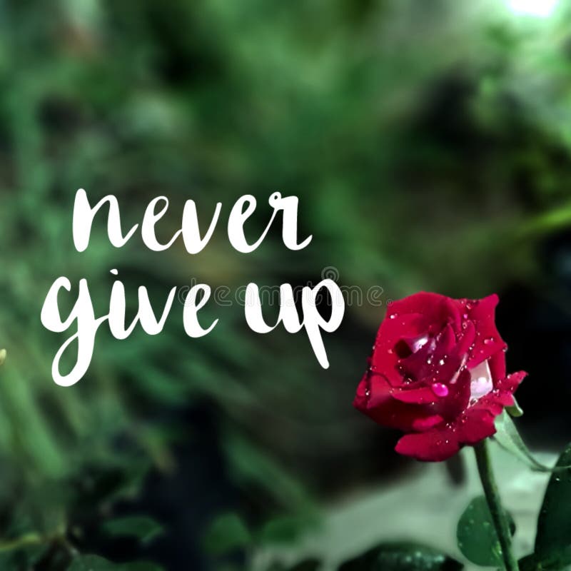 Never give up, red roses stock photo. Image of give - 209247248