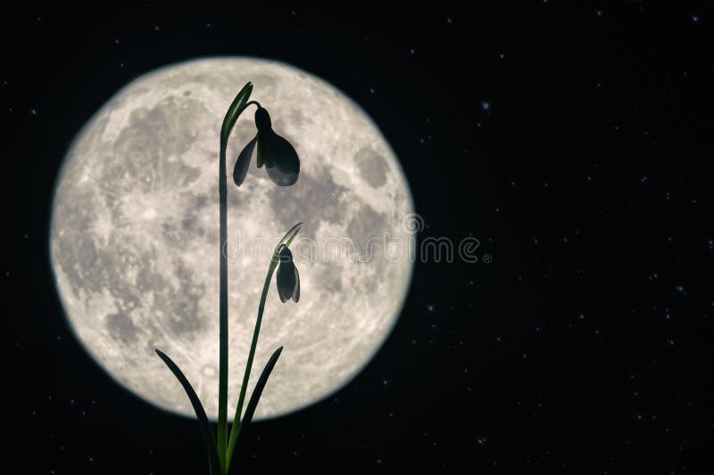 Neves na floresta e lua da primavera noturna fotografia de stock royalty free