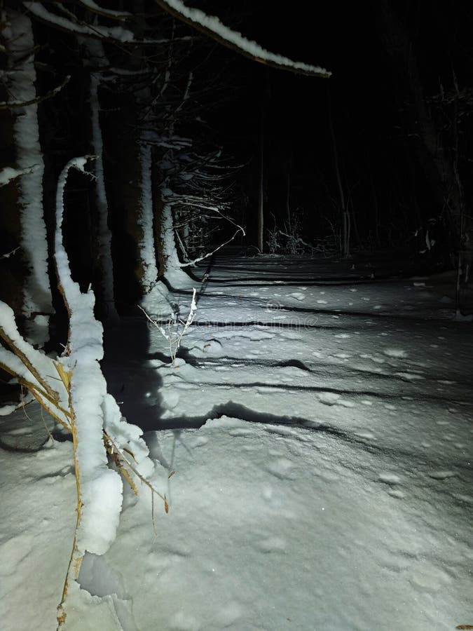 Nevica oscura e legno profondo immagini stock libere da diritti