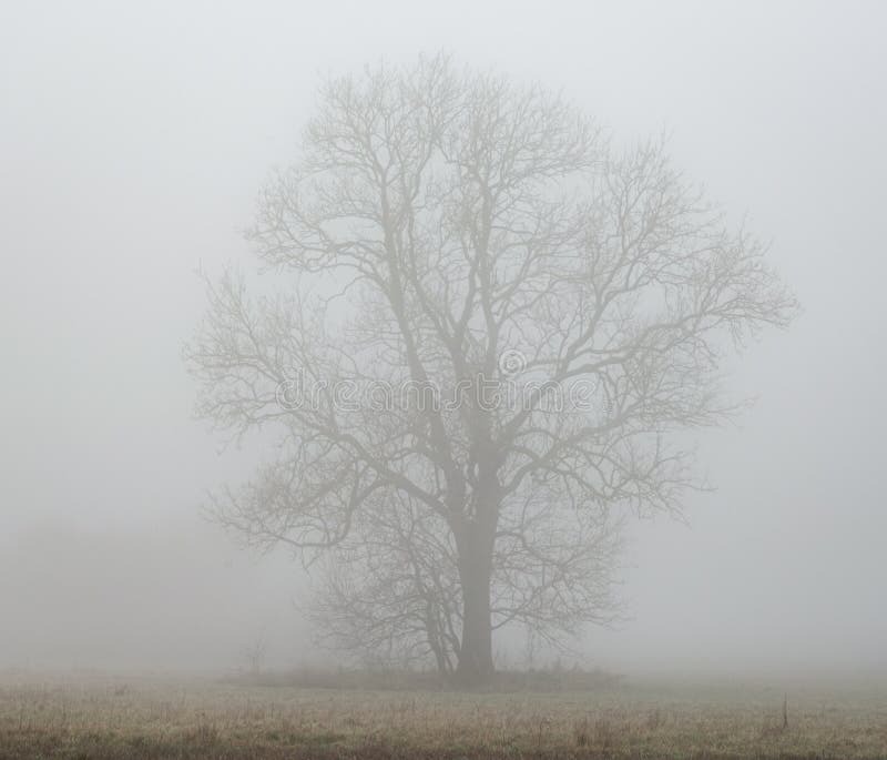 Nevoeiro matinal em anglli no parque pela reserva natural lago st chads janeiro de 2021