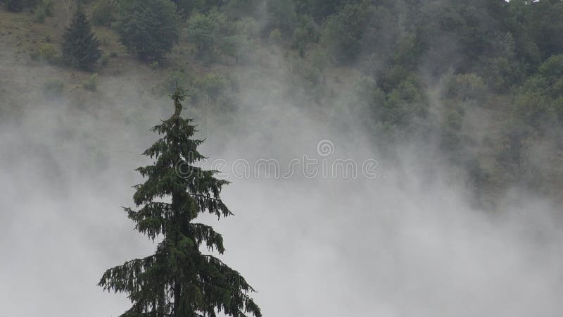 Nevoeiro nas montanhas que chove na visão mística da fumaça da floresta nebulosa nos alpinos misteriosas nuvens de paisagem assust