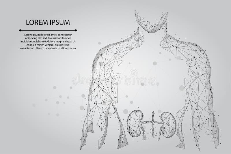 Man silhouette healthy kidneys wireframe. Urology system medicine treatment low poly