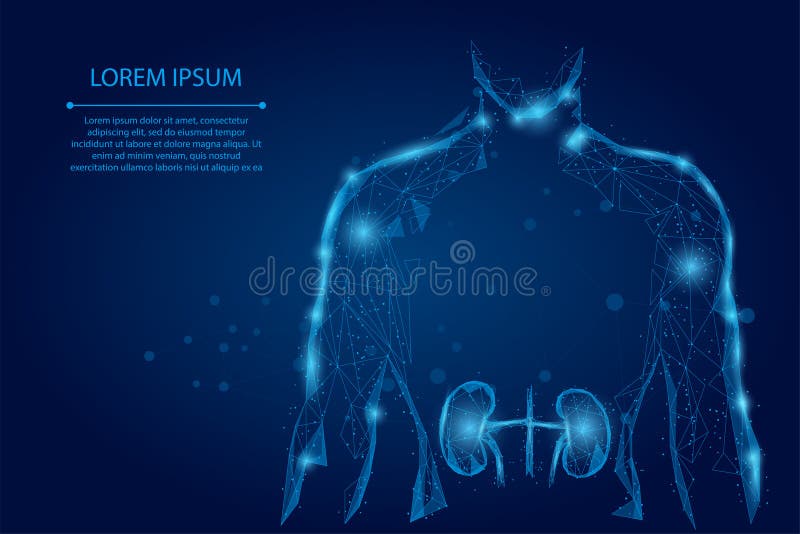 Man silhouette healthy kidneys wireframe. Urology system medicine treatment low poly