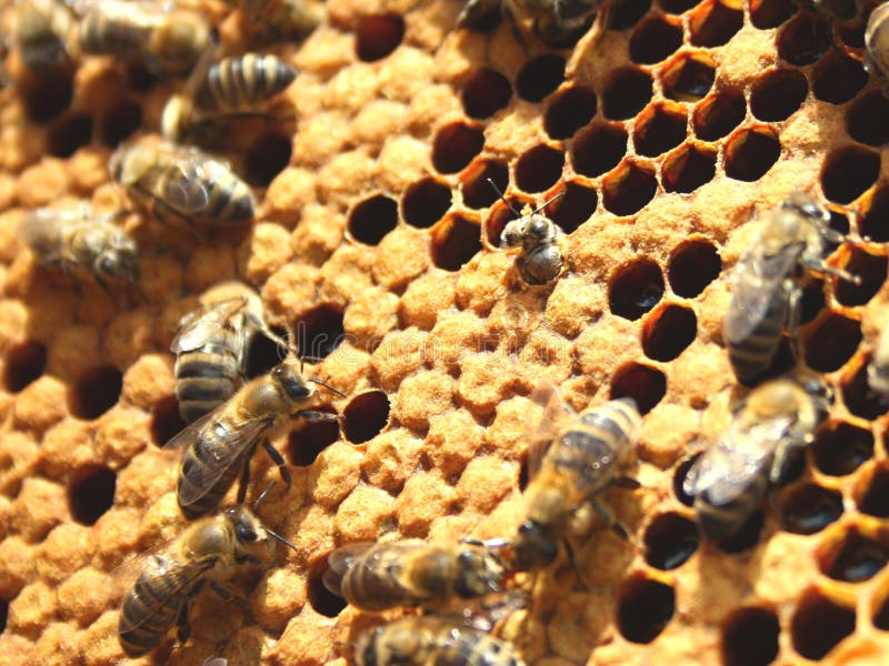 New bee born from comb stock image. Image of crawl, cell 24734457