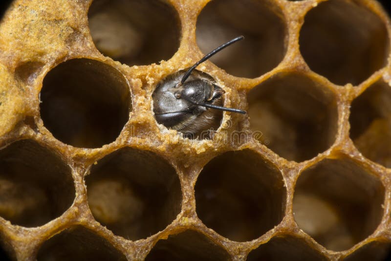 New bee stock image. Image of apiary, farm, colony, hatching 91992041