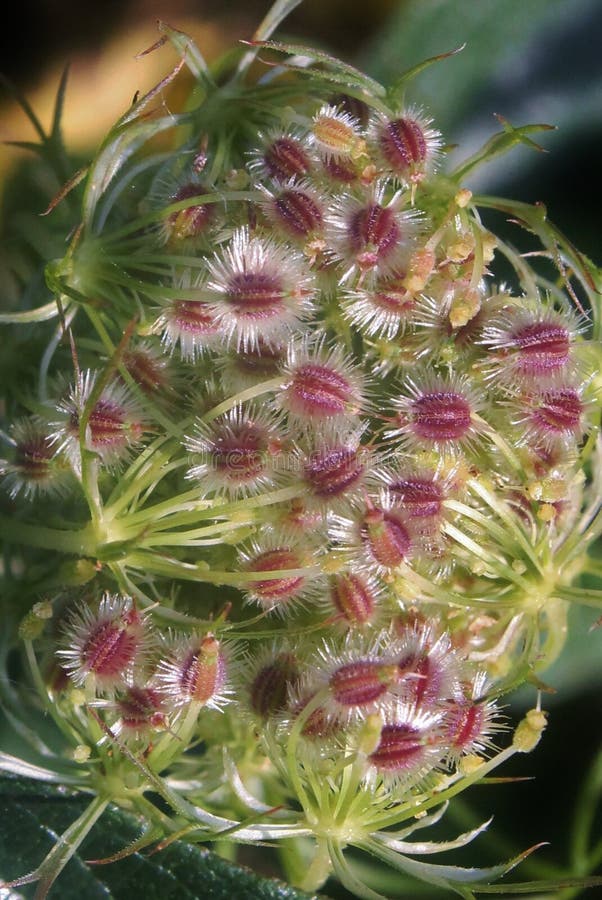 New Beginnings stock photo. Image of plant, blooms, fuzz 99891652