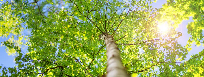 New birch leaves