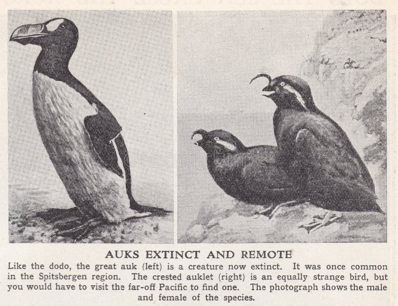 Vintage illustration of The Great Auk and The Crested Auklet.