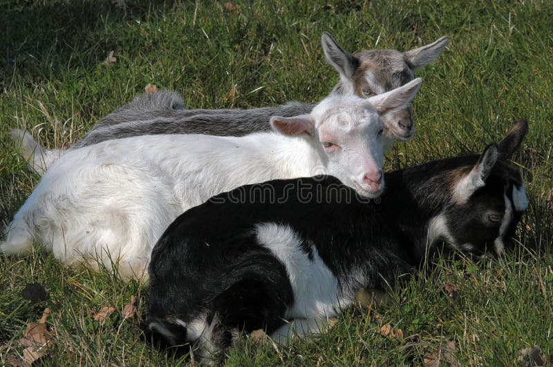 New born baby goats