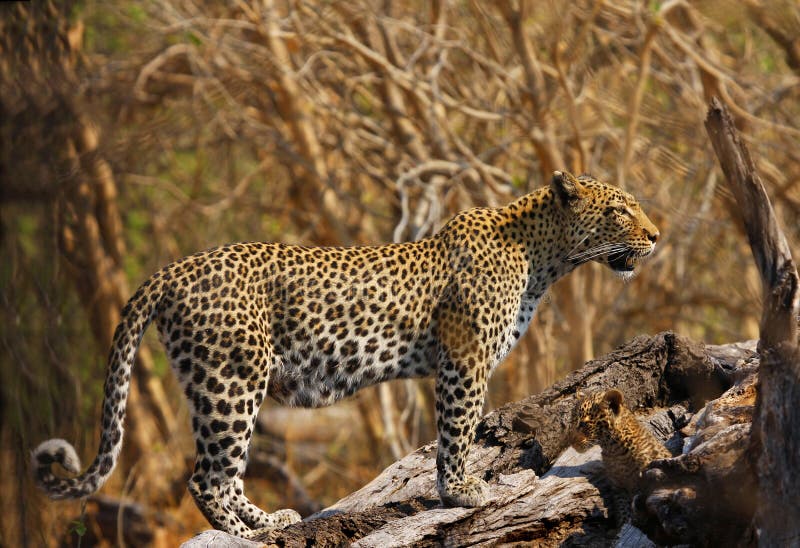 New born leopard cub