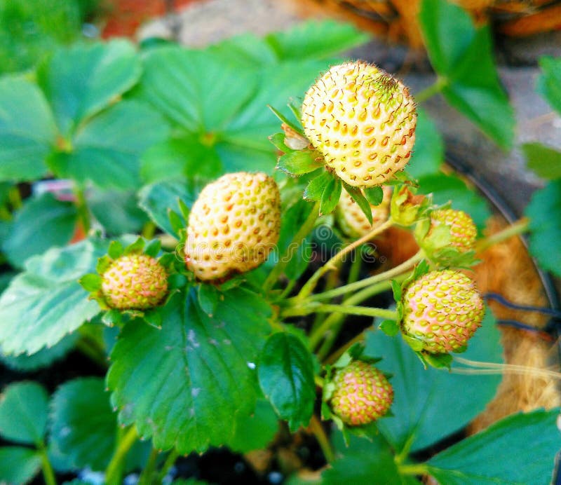 New born strawberries stock photo. Image of fully, young 93790452
