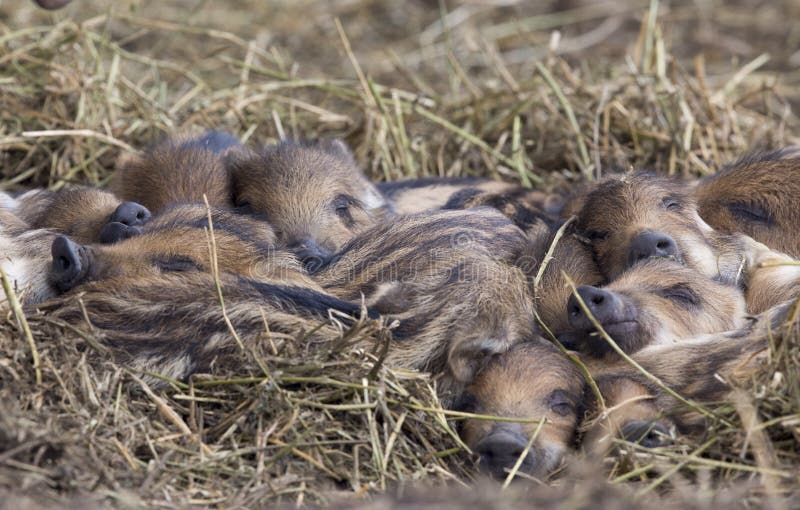 New born wild boar piglets sleeping on straw