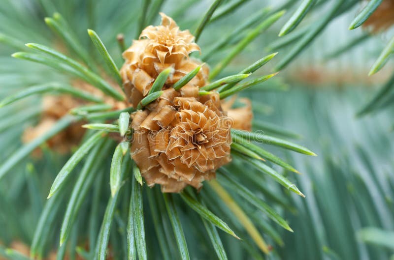 New Buds on the Tree on New Year`s Eve Stock Photo Image of