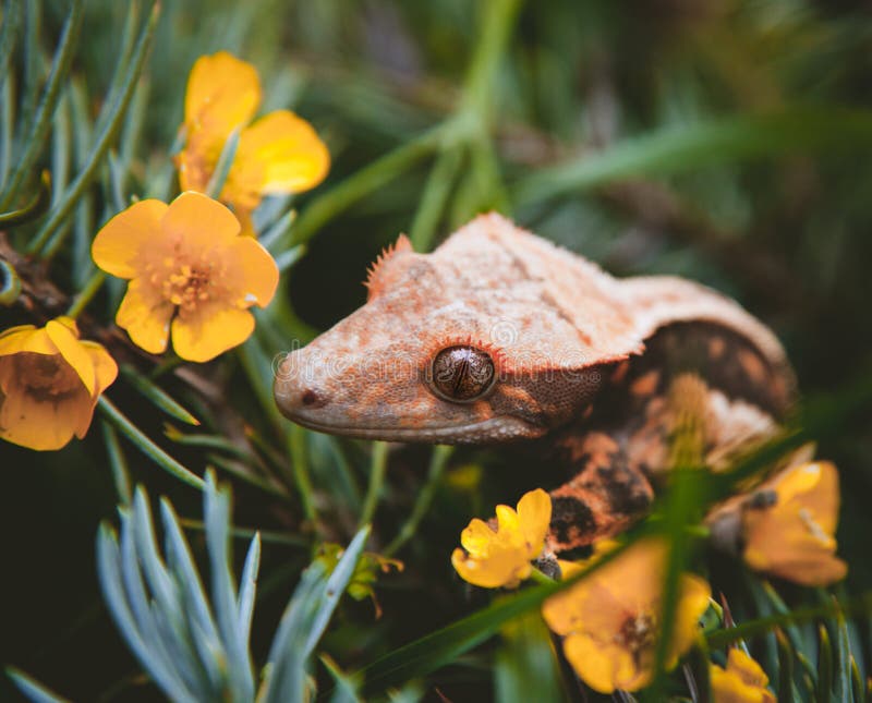 New Caledonian crested gecko on tree with flowers