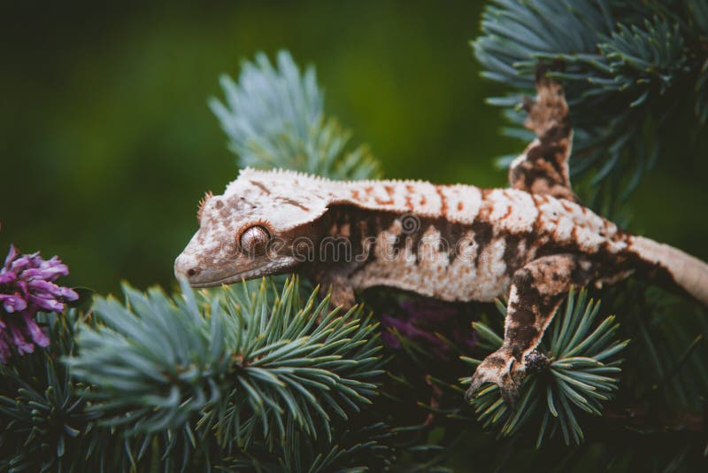 New Caledonian crested gecko on tree with flowers