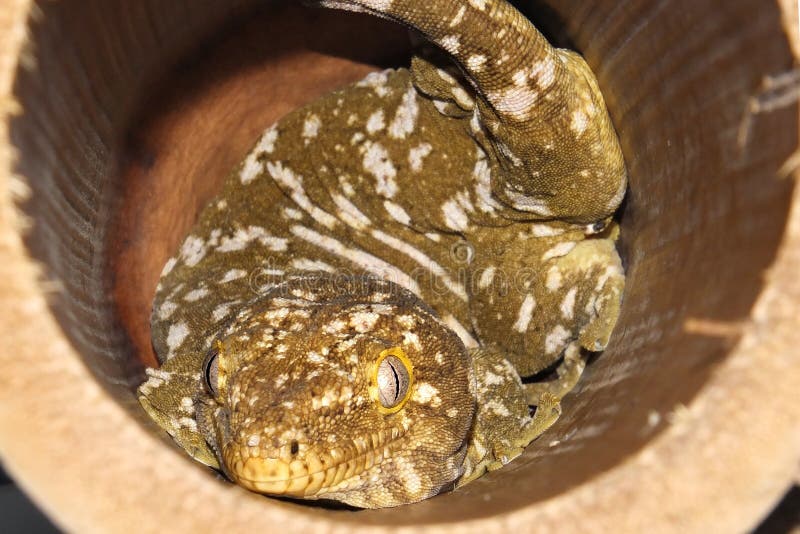 The New Caledonian giant gecko